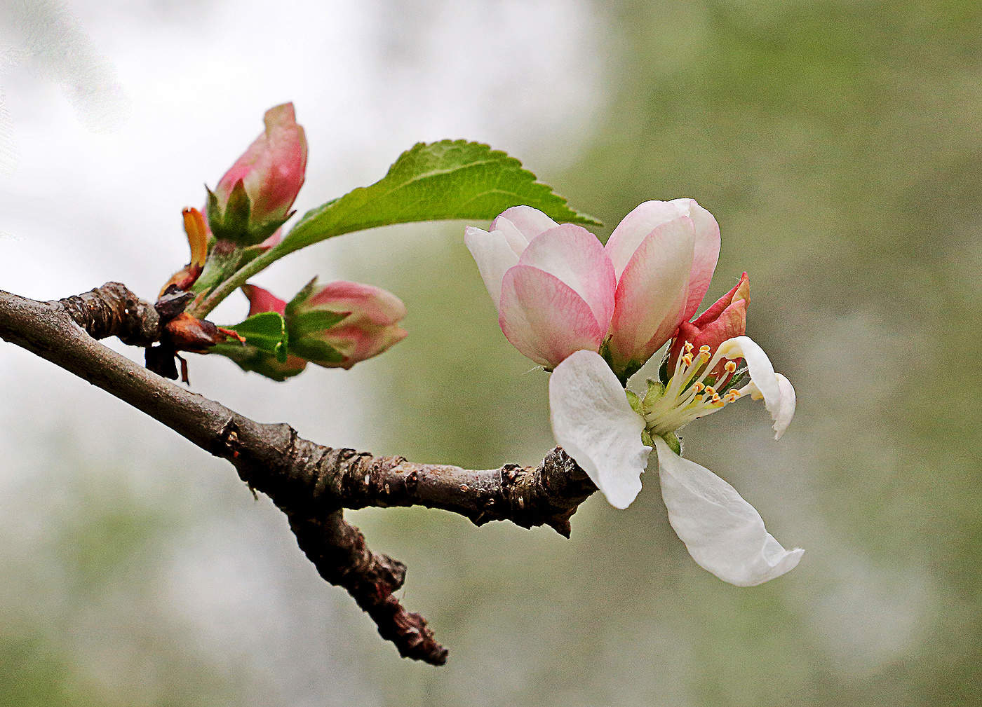 Начало весны