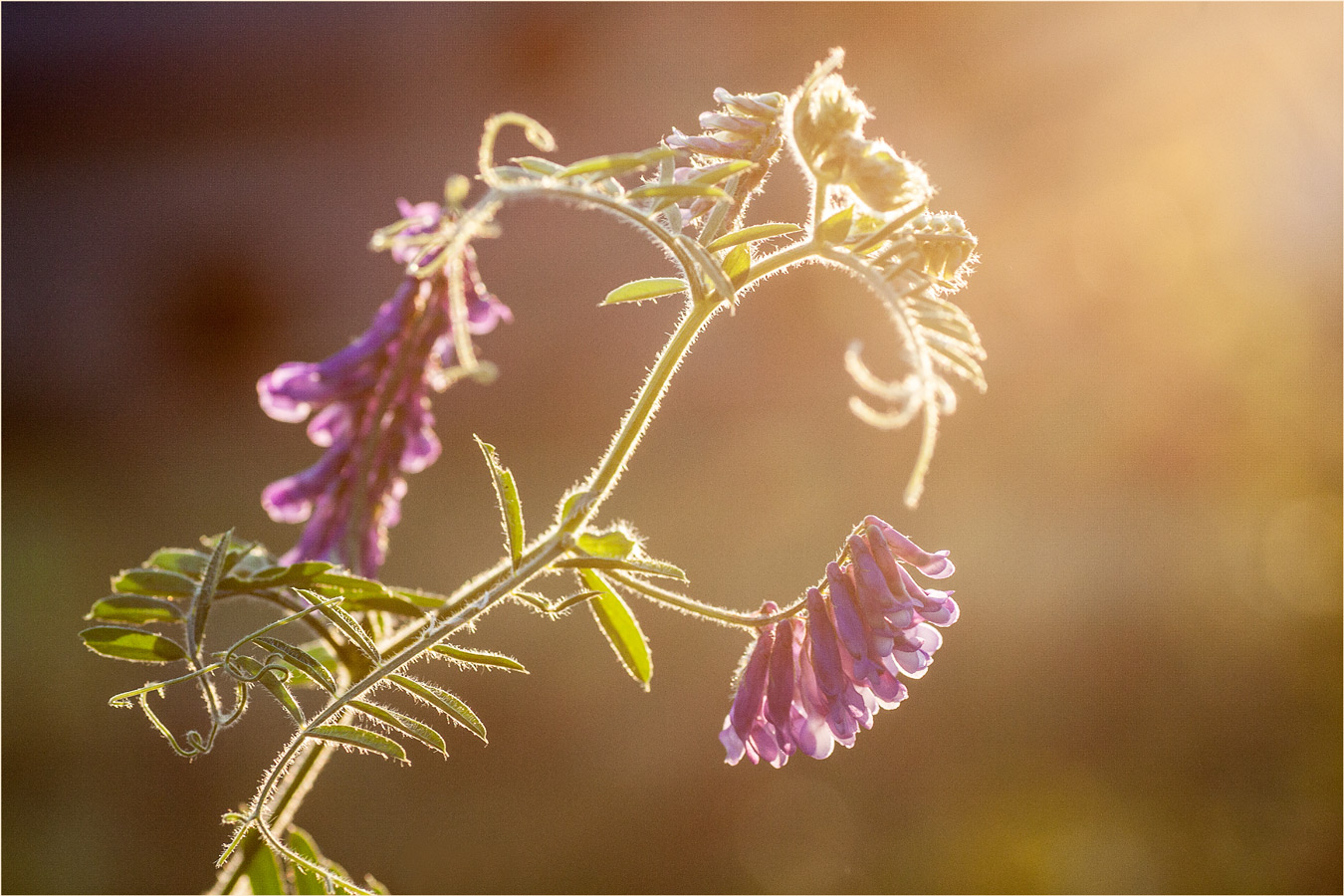 Вечерний этюд