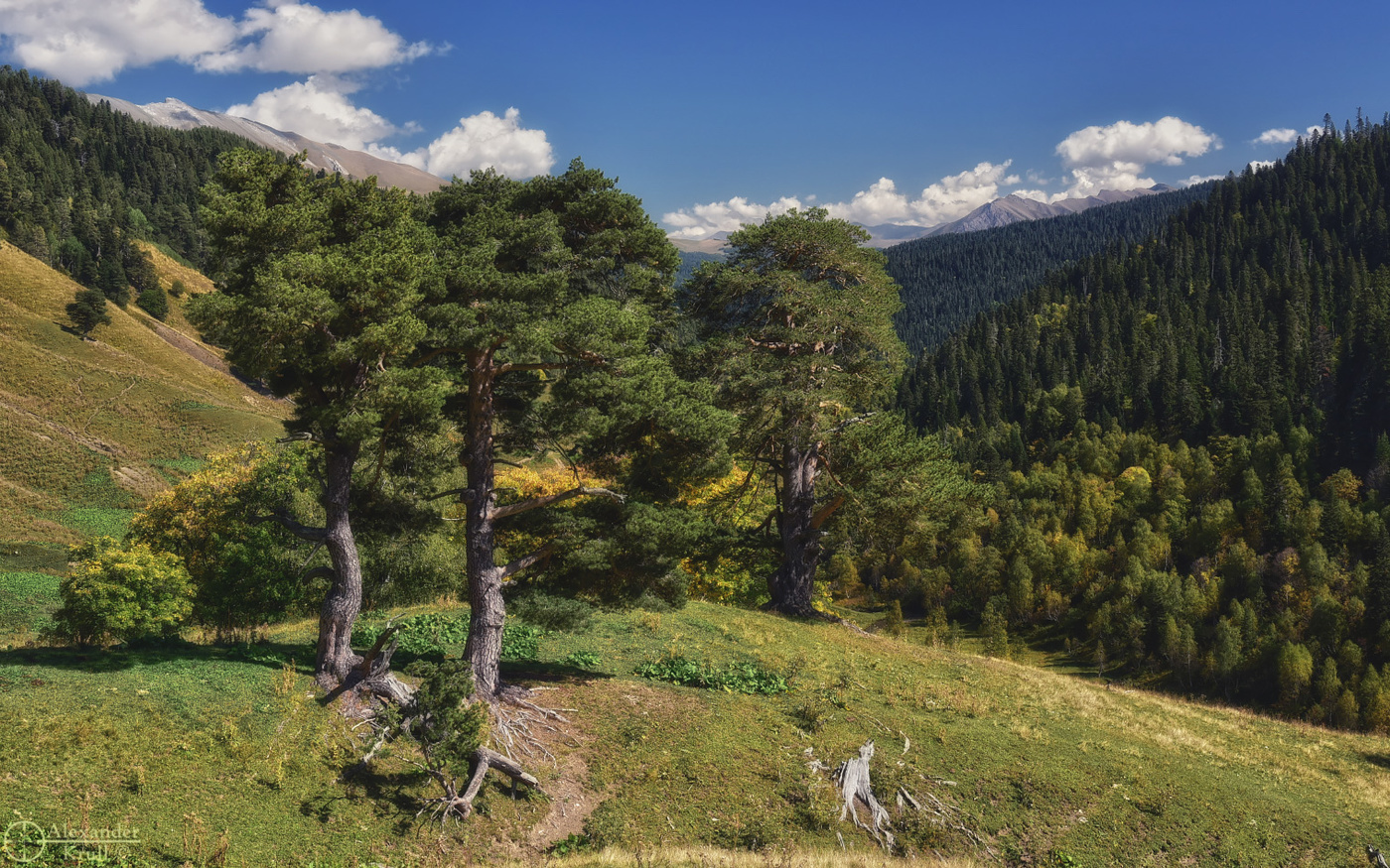 Три сосны...