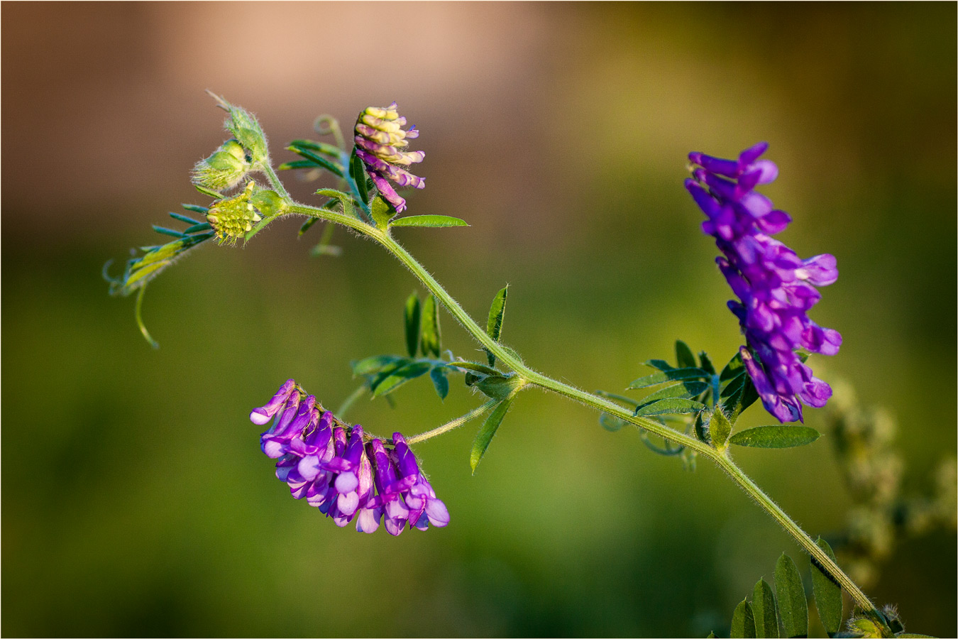 Закатный этюд