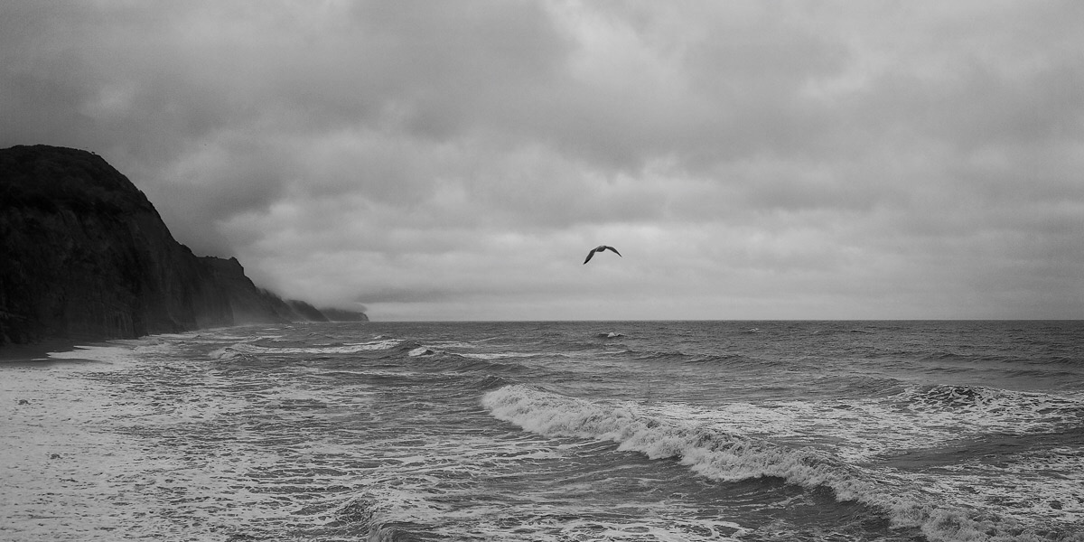 Океан и птица