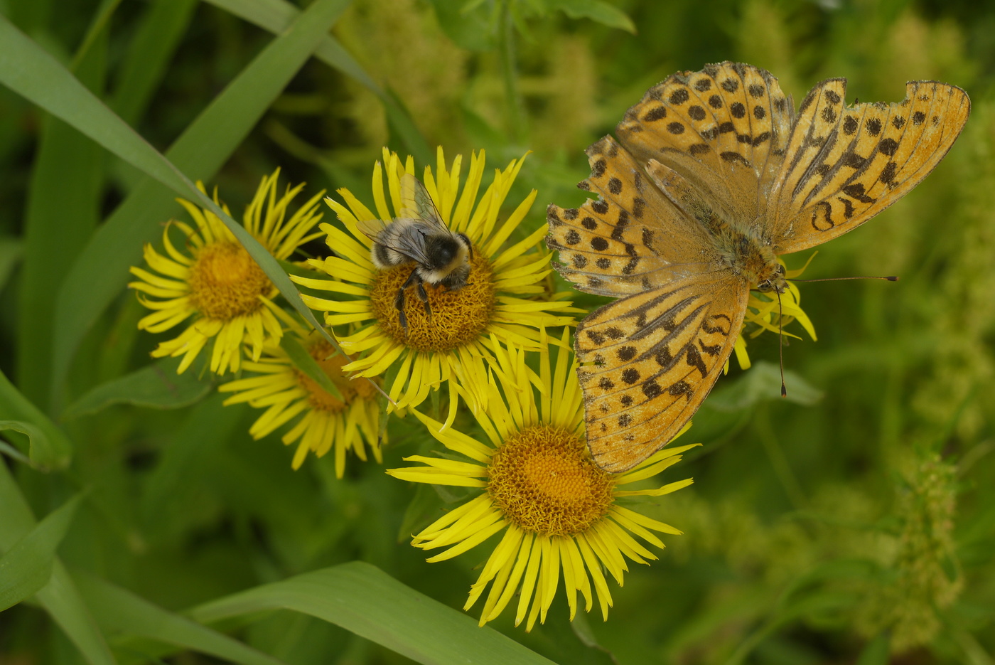 На ромашках...