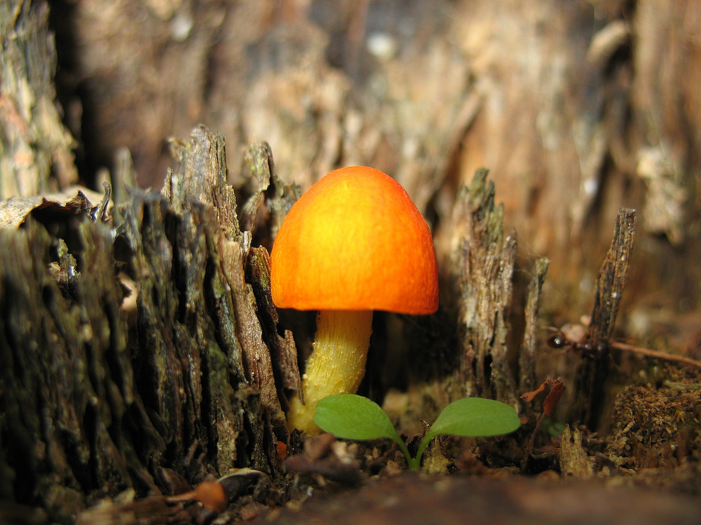 В старом пне