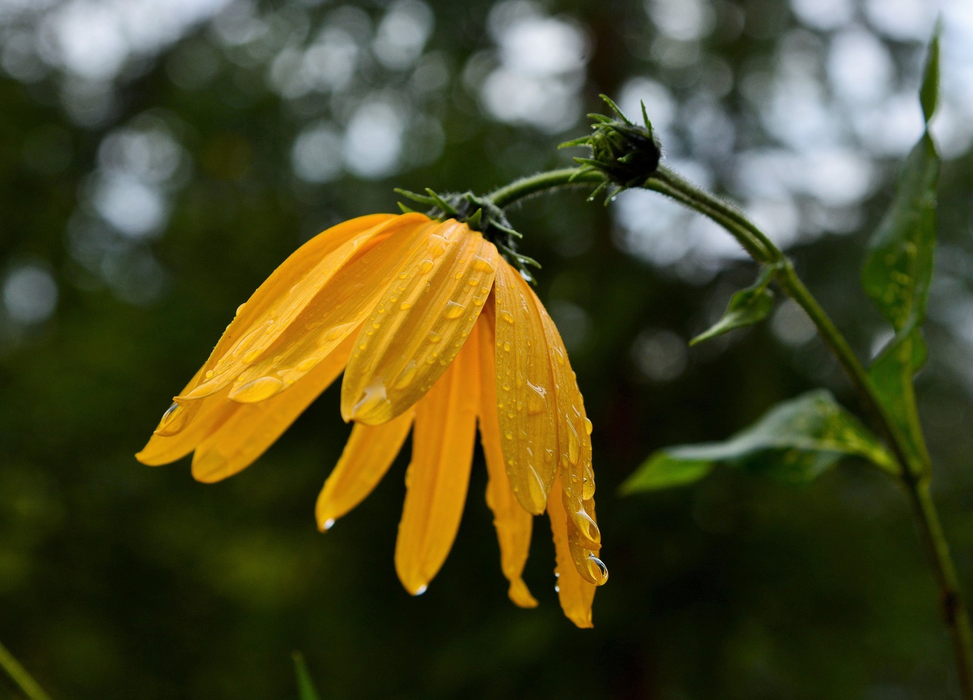 "Люблю прогулки под дождем ..."