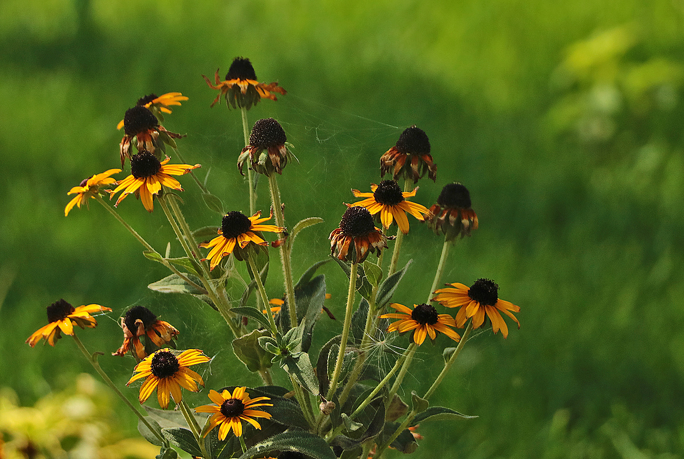 Скоро осень...