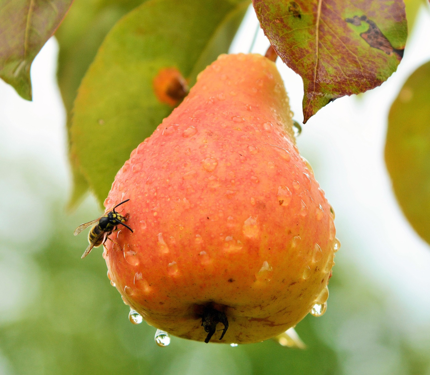 "Как сочен плод, что с лампочкою схож..."
