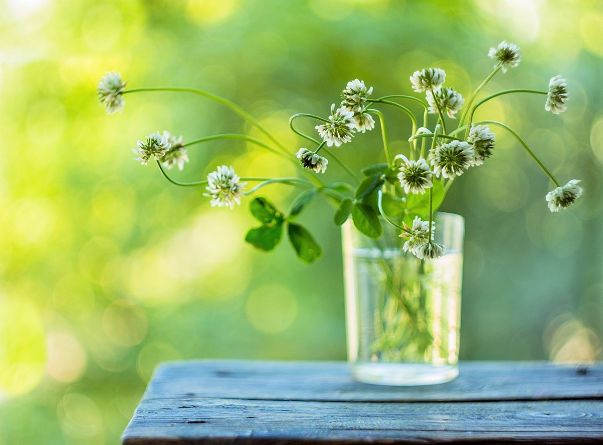 белый клевер