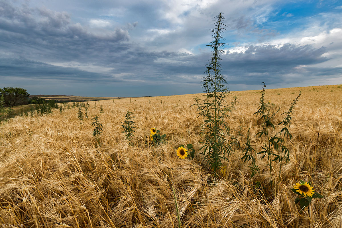 Хлеб с коноплей