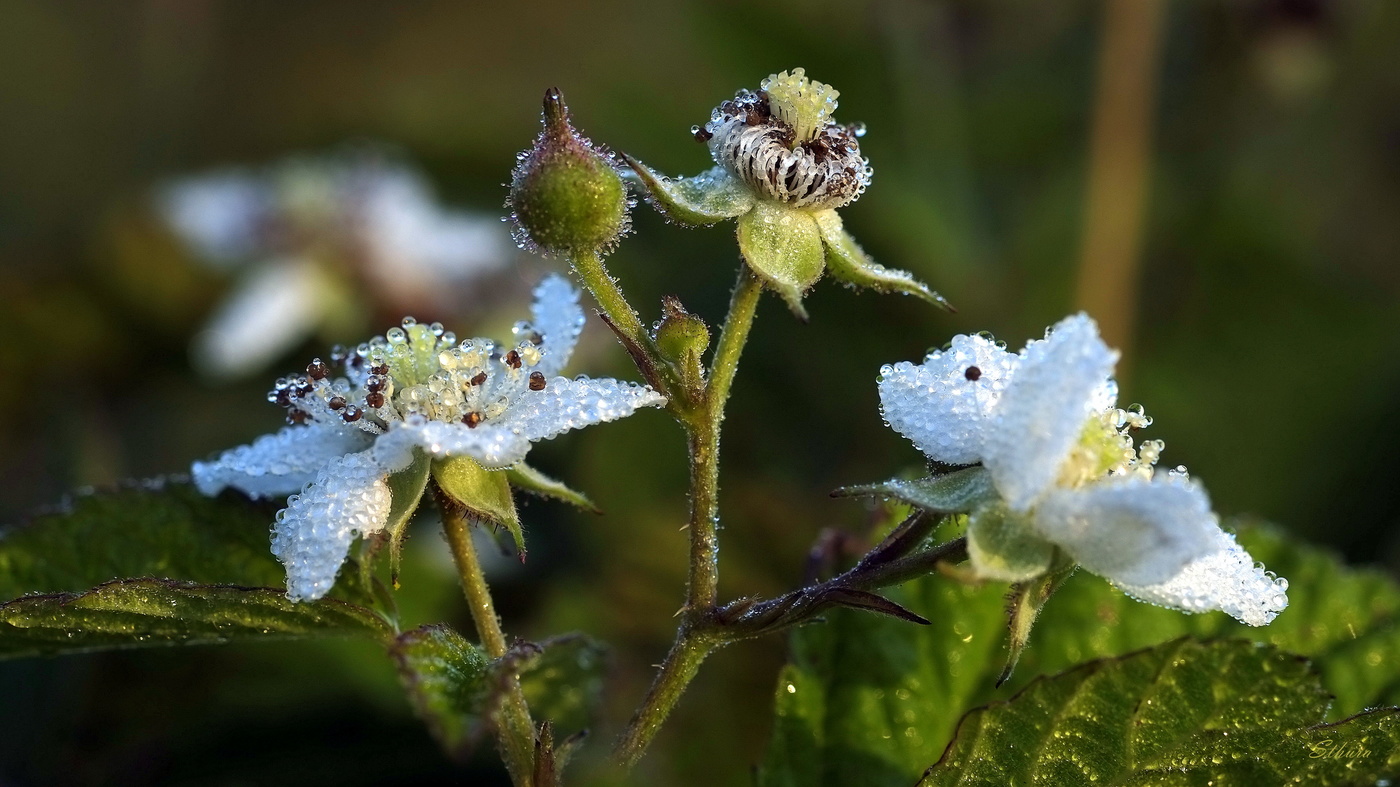 Цветы ежевики.