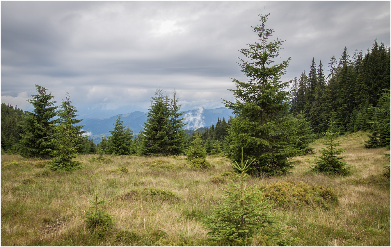 Карпатские ели