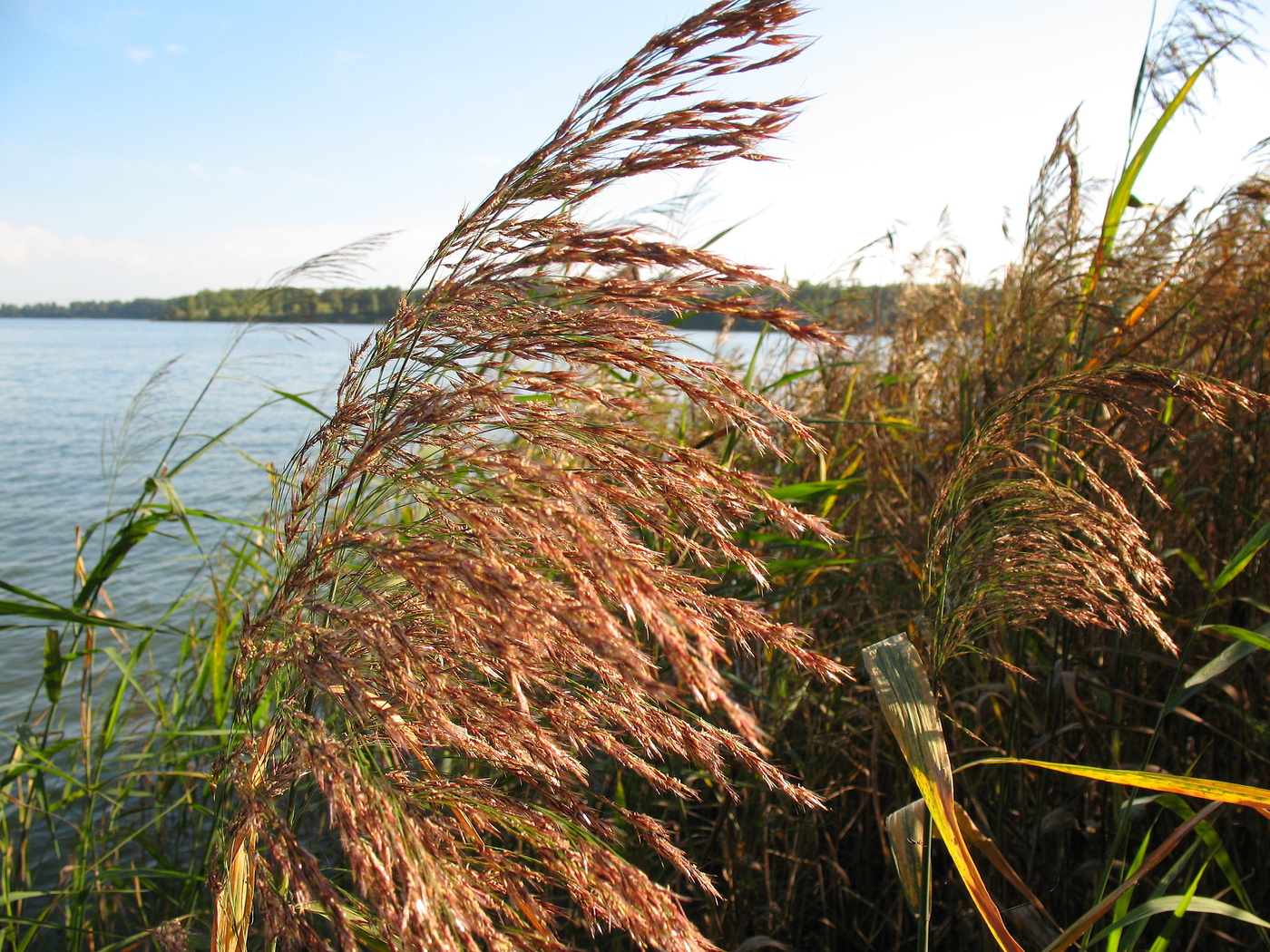 Ветер не в голове