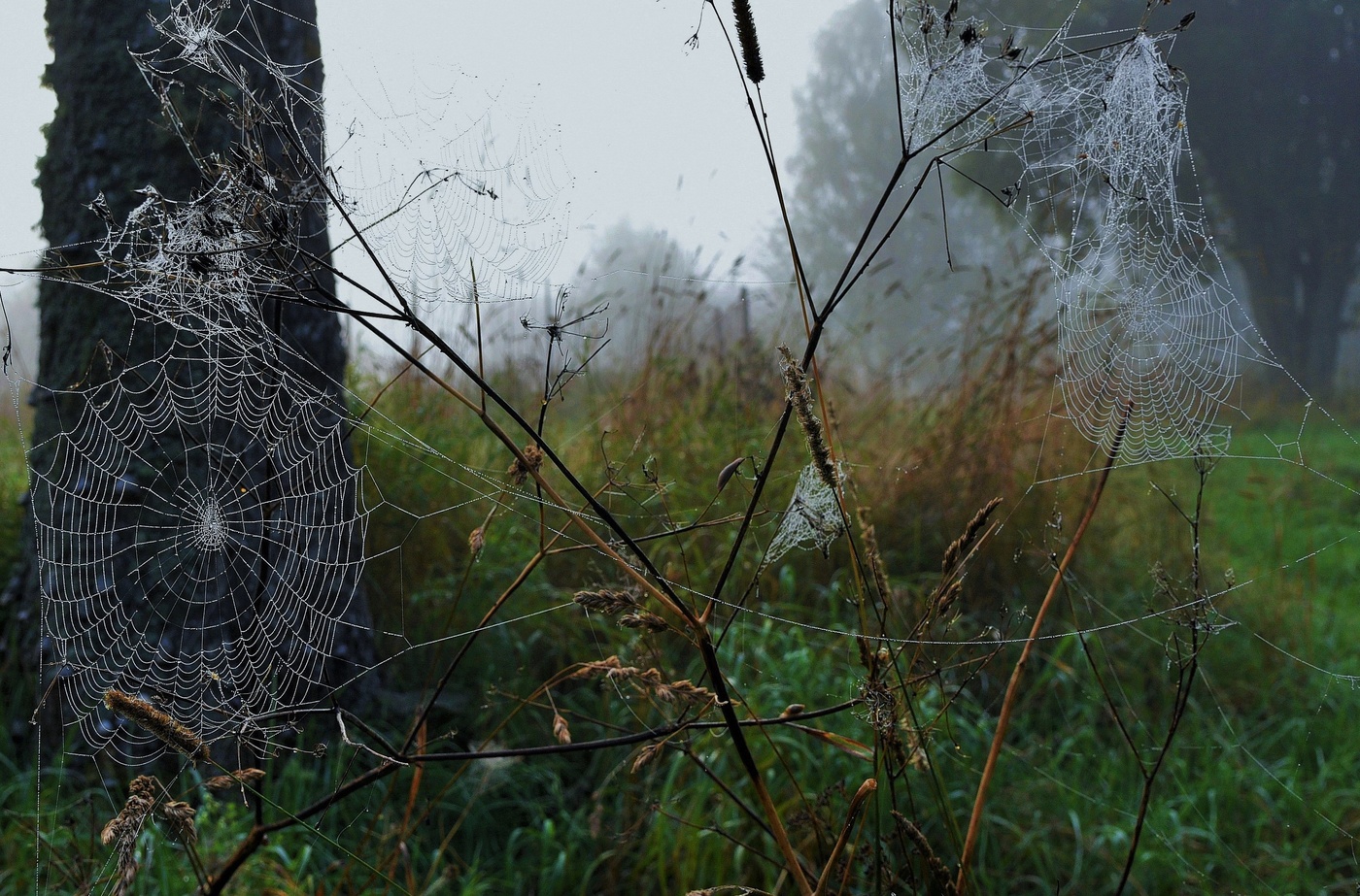 Росистое утро ...