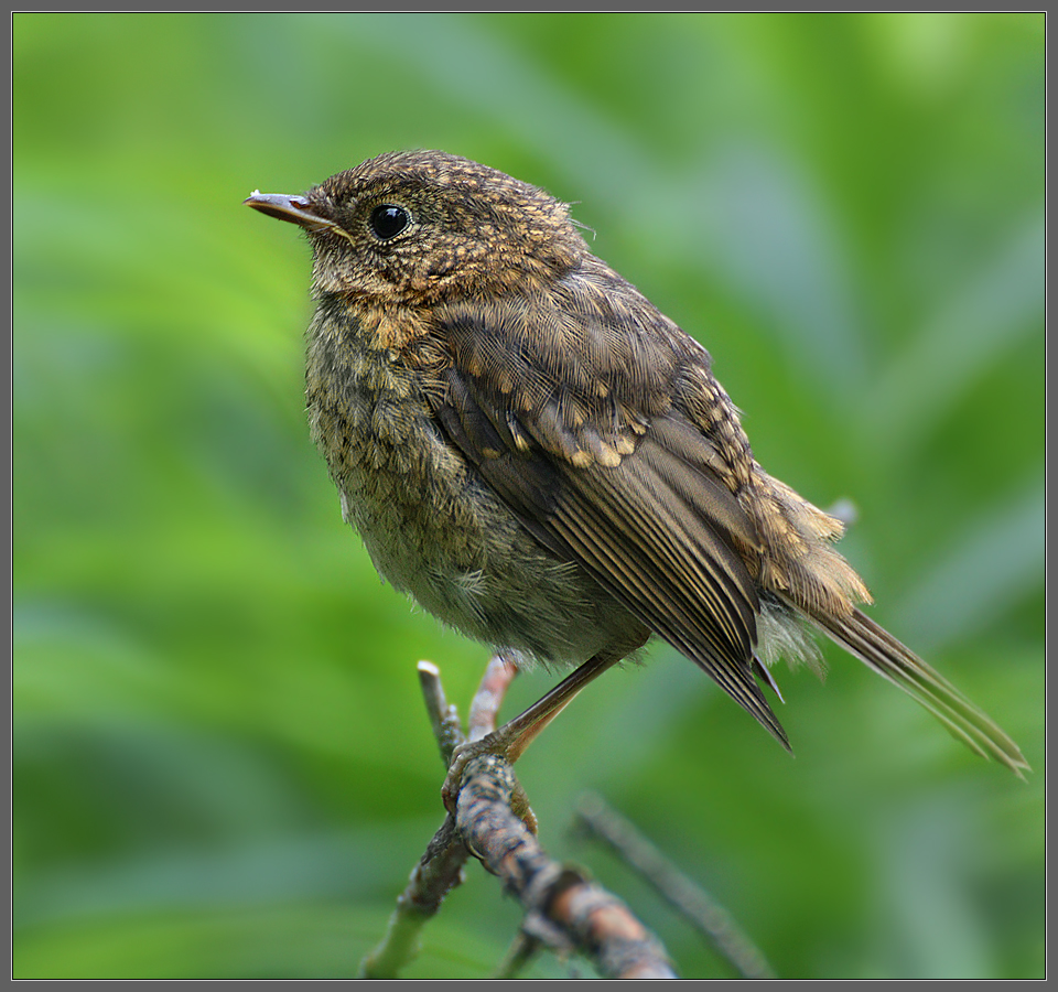 "Цыпленок вышел погулять"