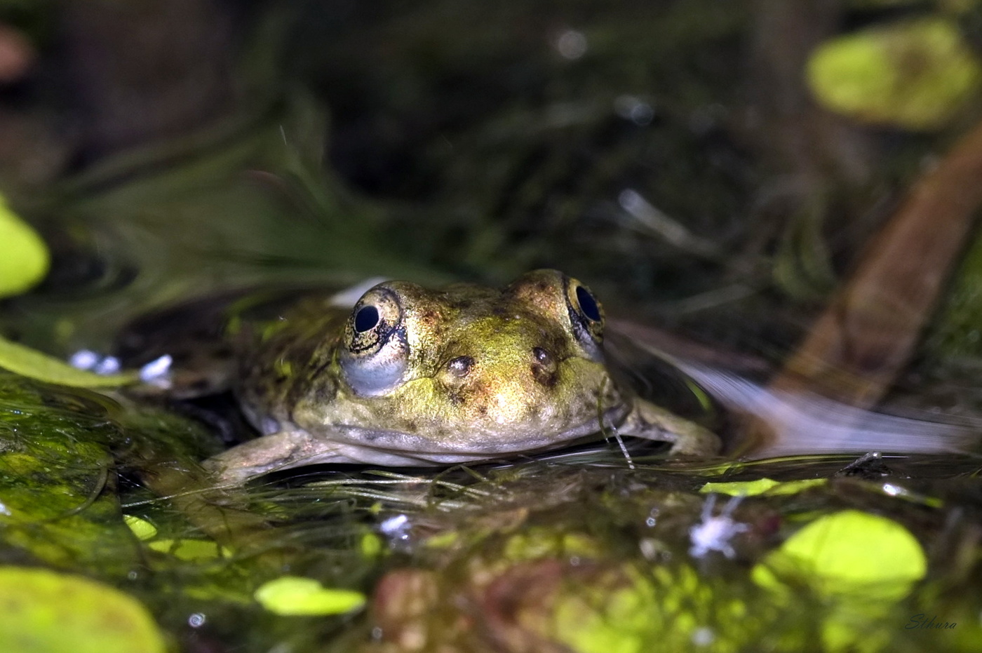 Лягушонок.