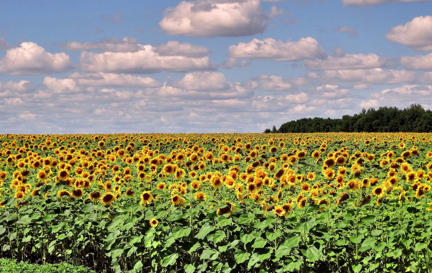 Солнечные дети