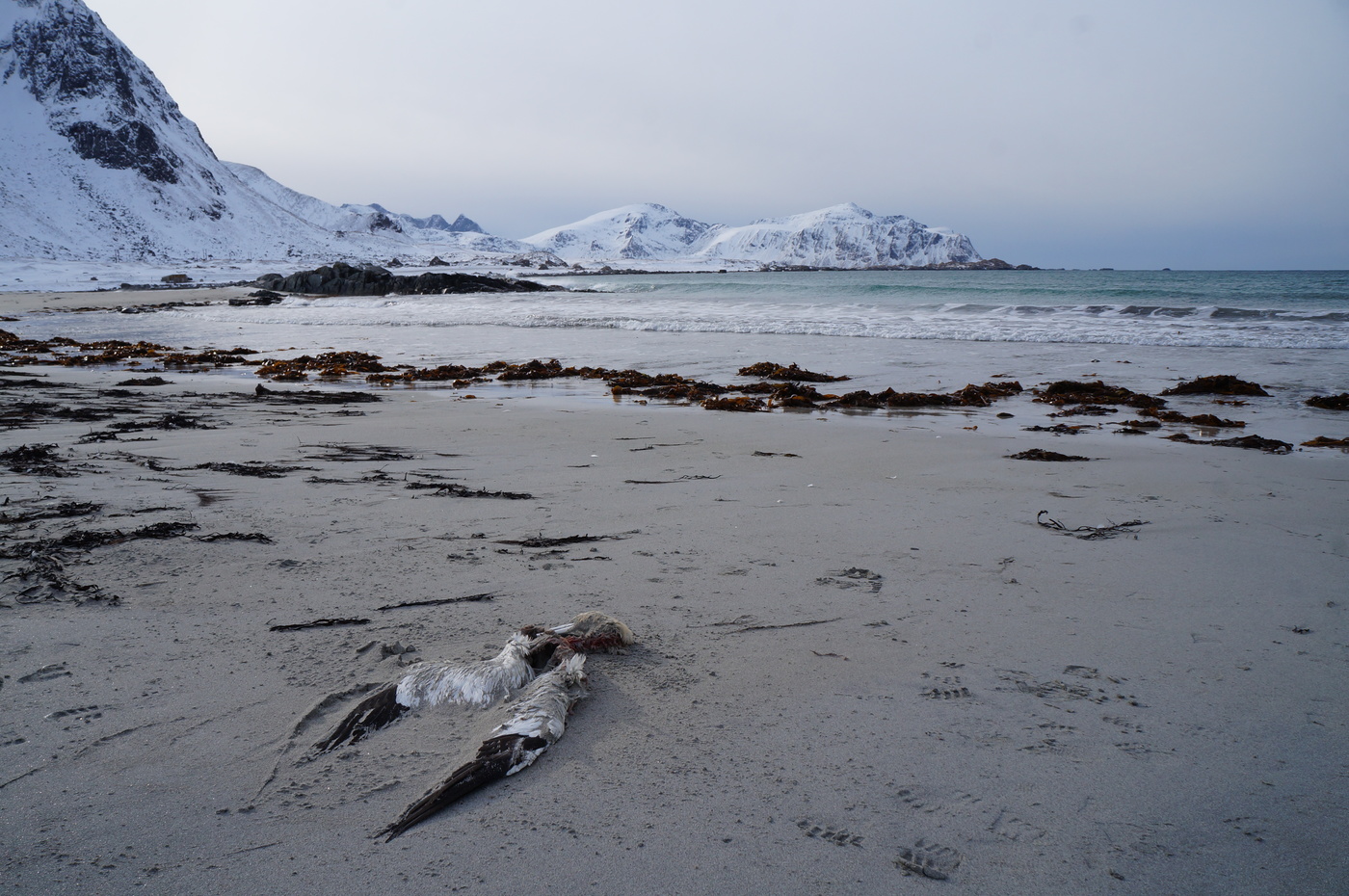 Последний приют