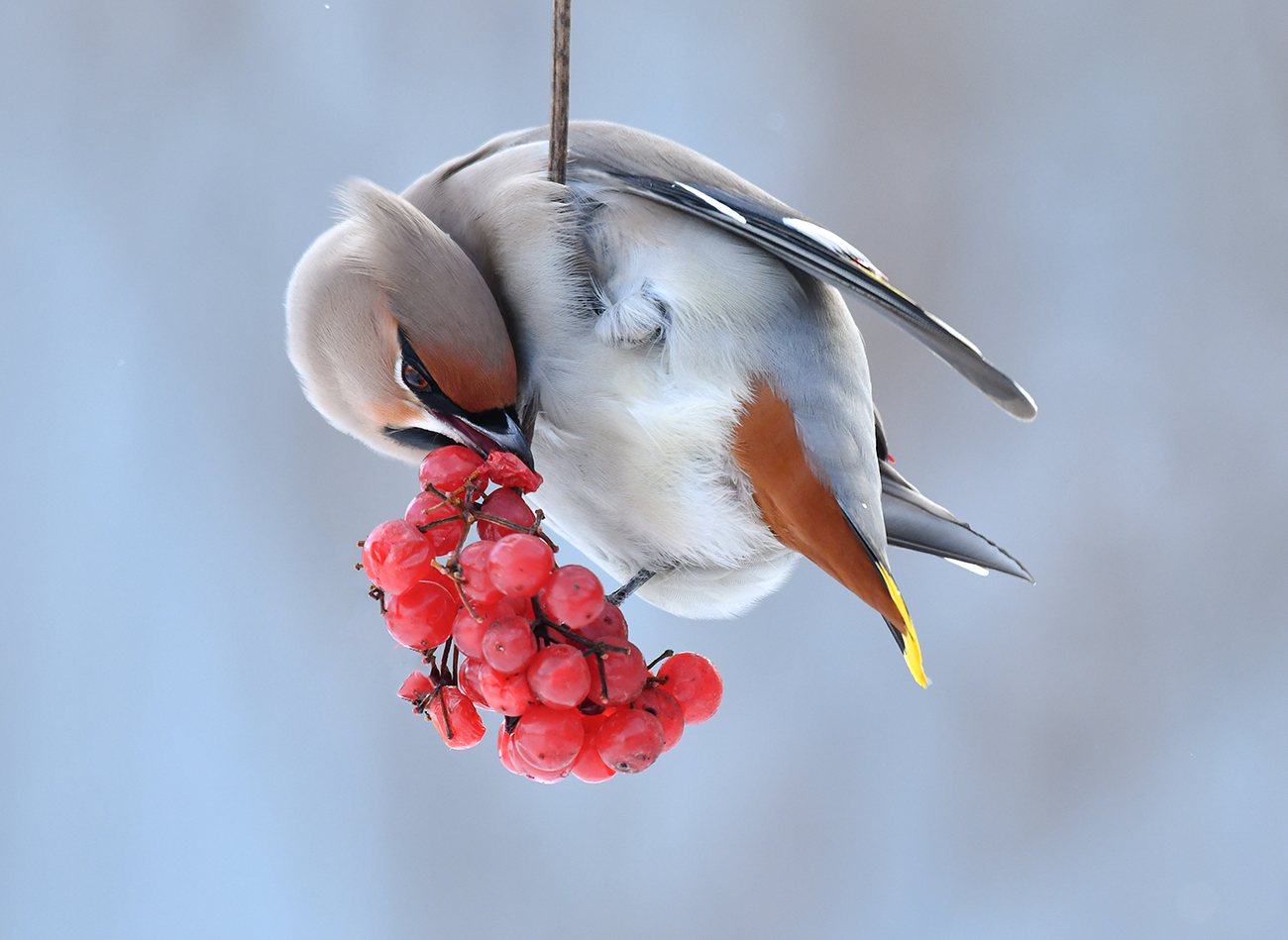 Свиристель