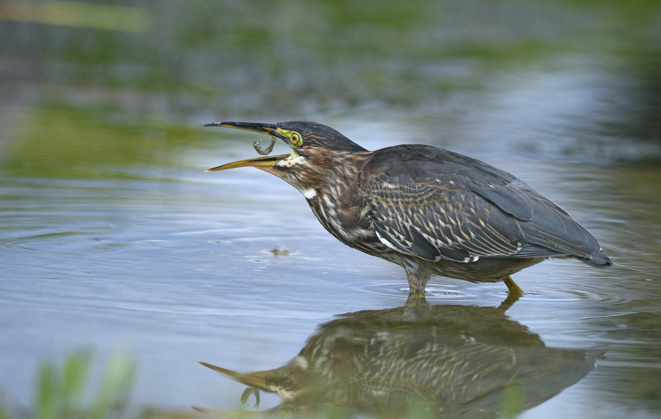Juvenile Green heron
