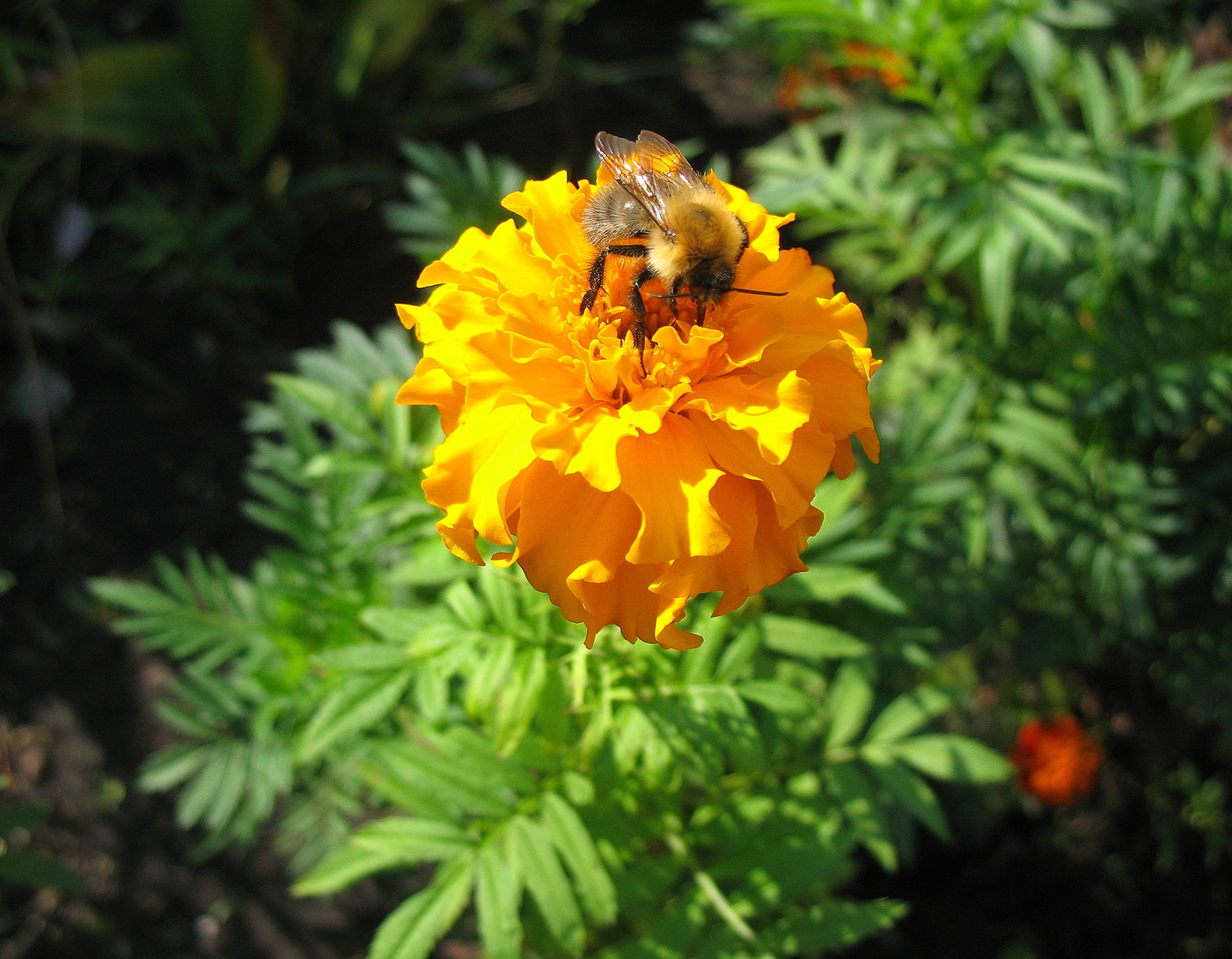 Шмель трудяга