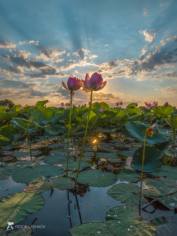 В лучах славы
