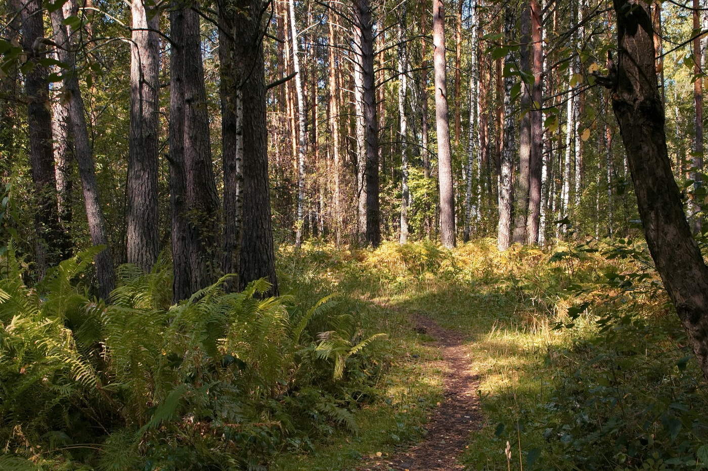 *Солнечным днем**