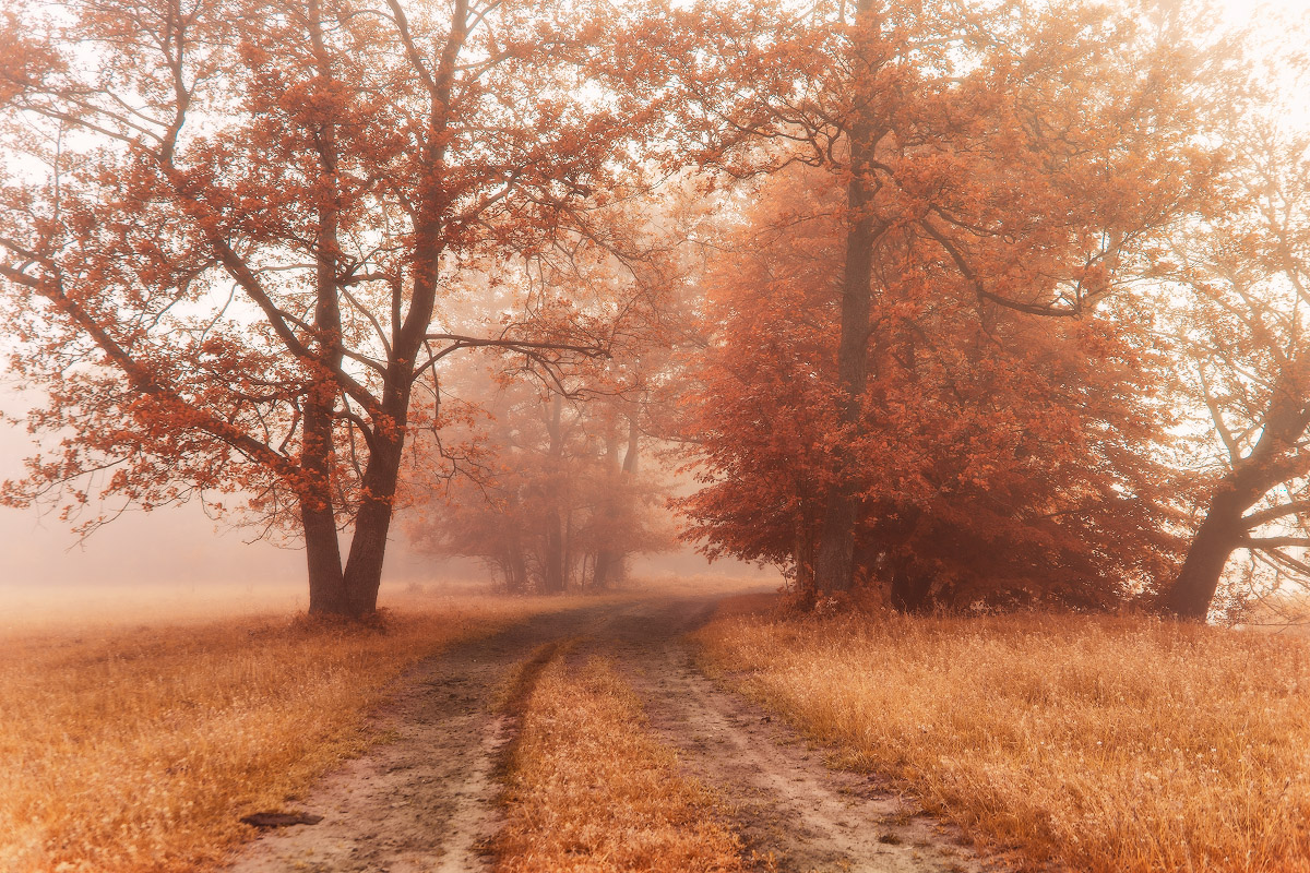 Дорога в осень