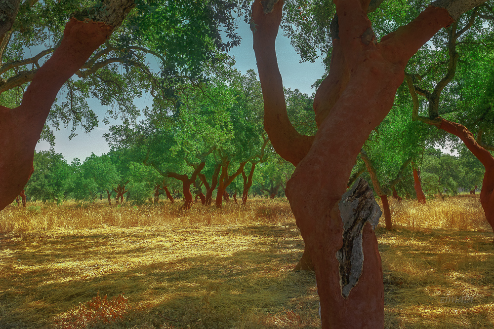 пробковая роща, другой взгляд