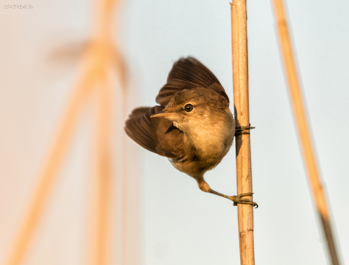 Камышовочка