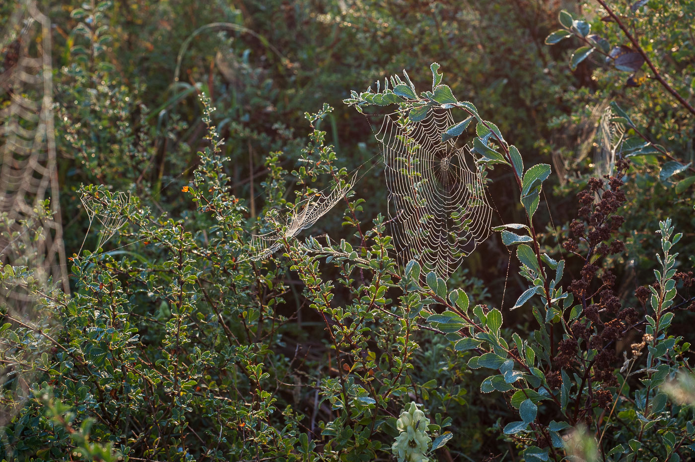 Ловушки расставлены