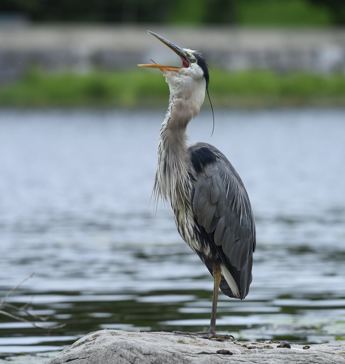 Great blue heron