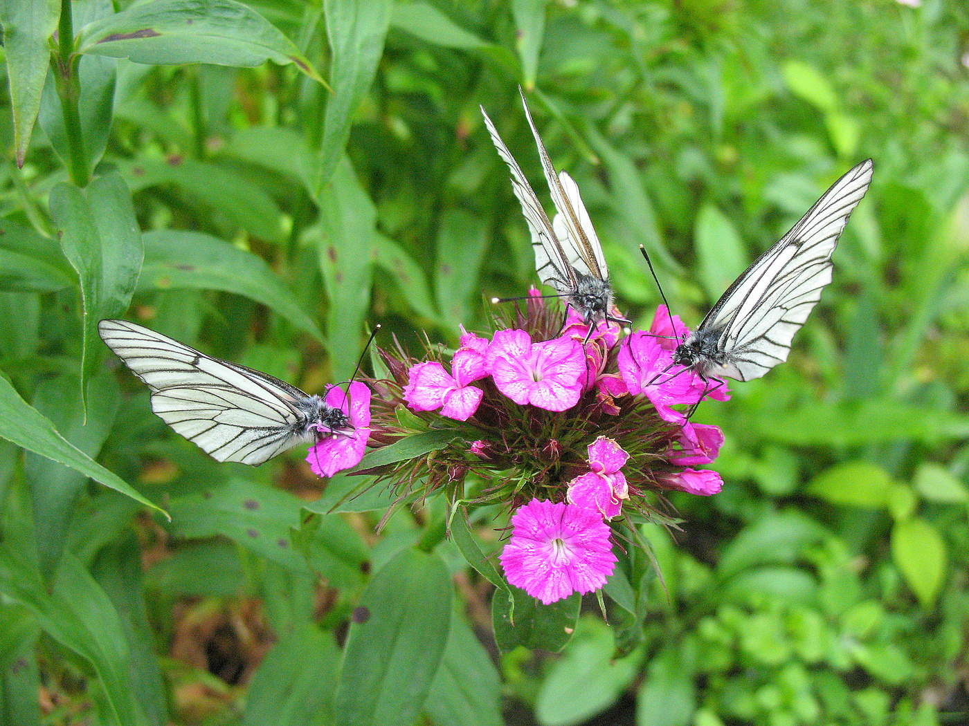 Три бабочки