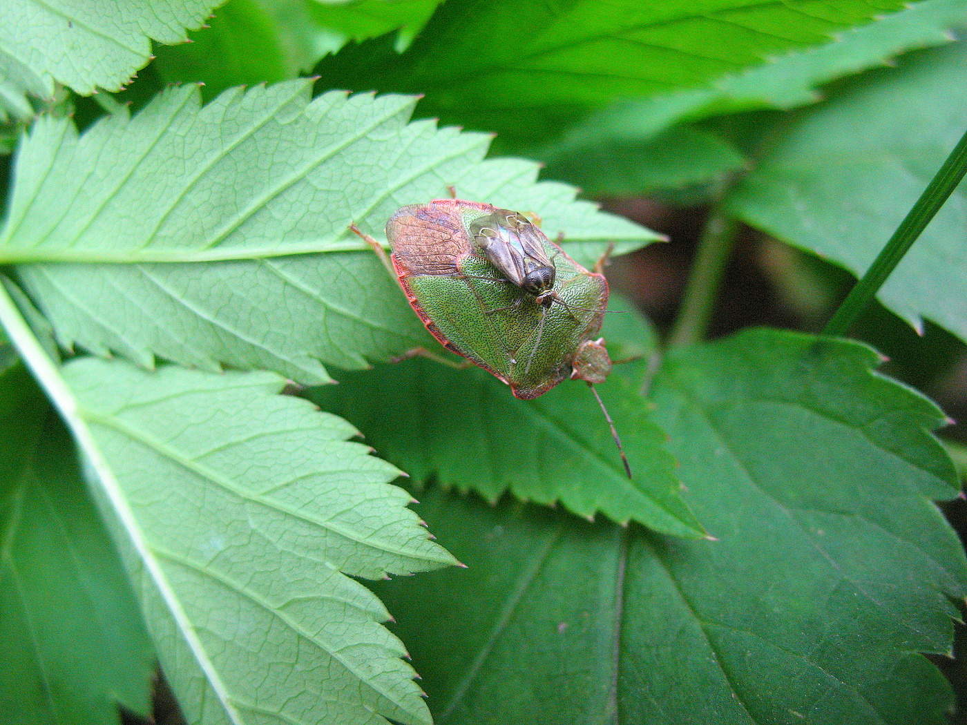 Я это не выдумал