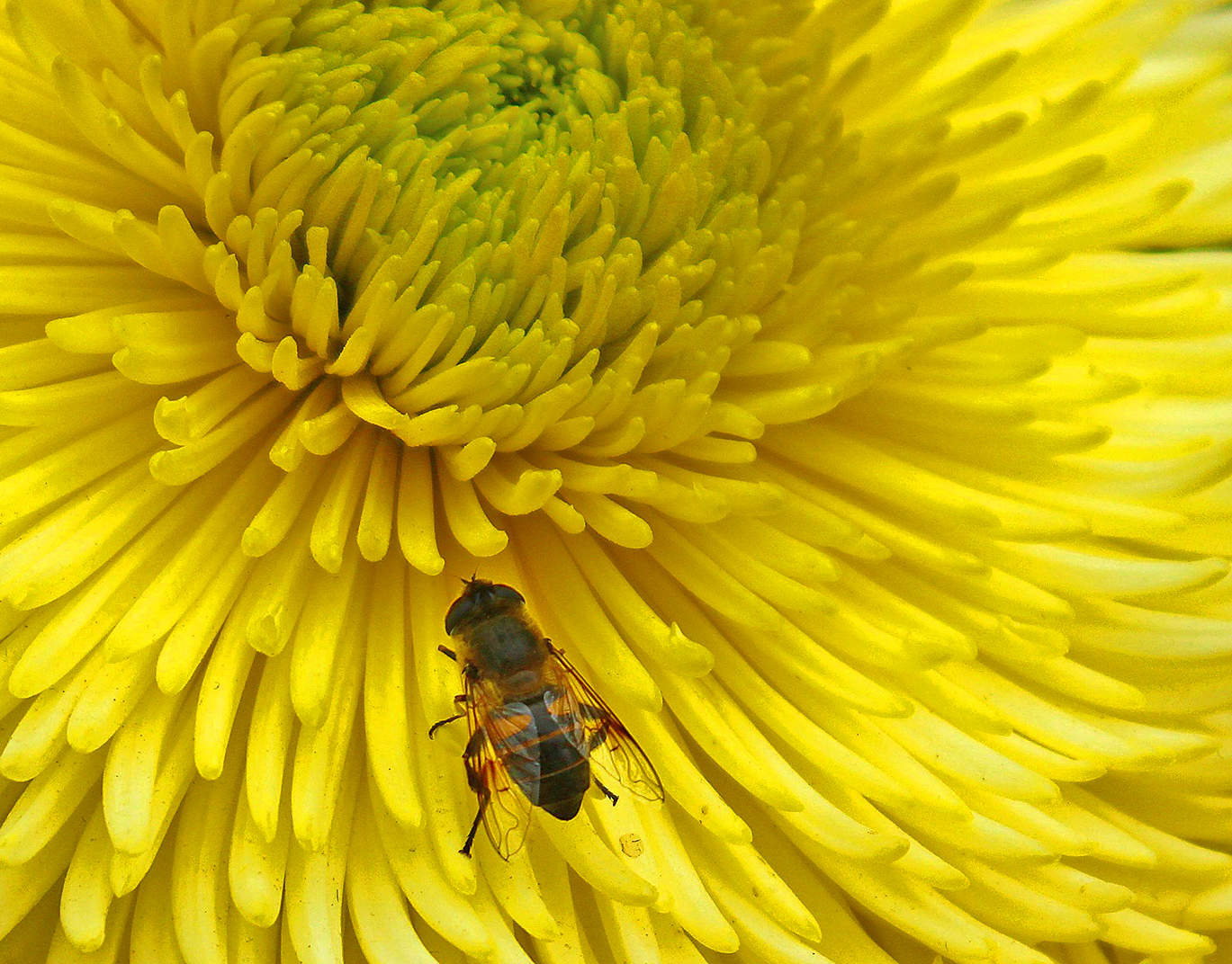 У кого тараканы в голове, а у кого пчелы...