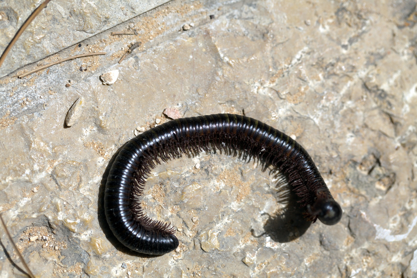 сороконожка