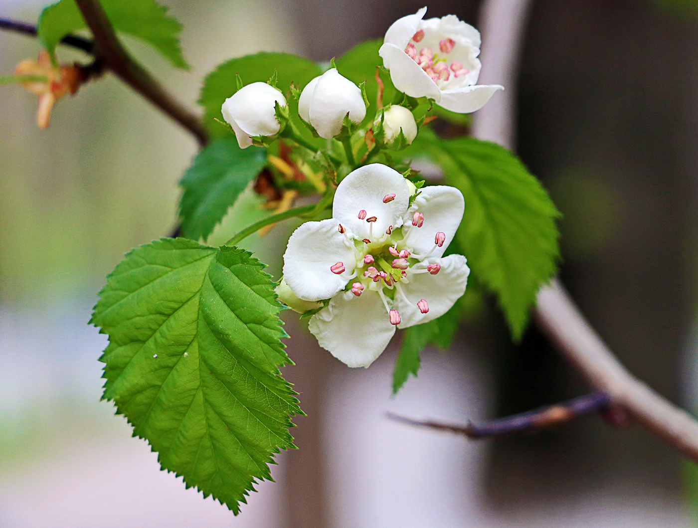 Вспоминая весну...