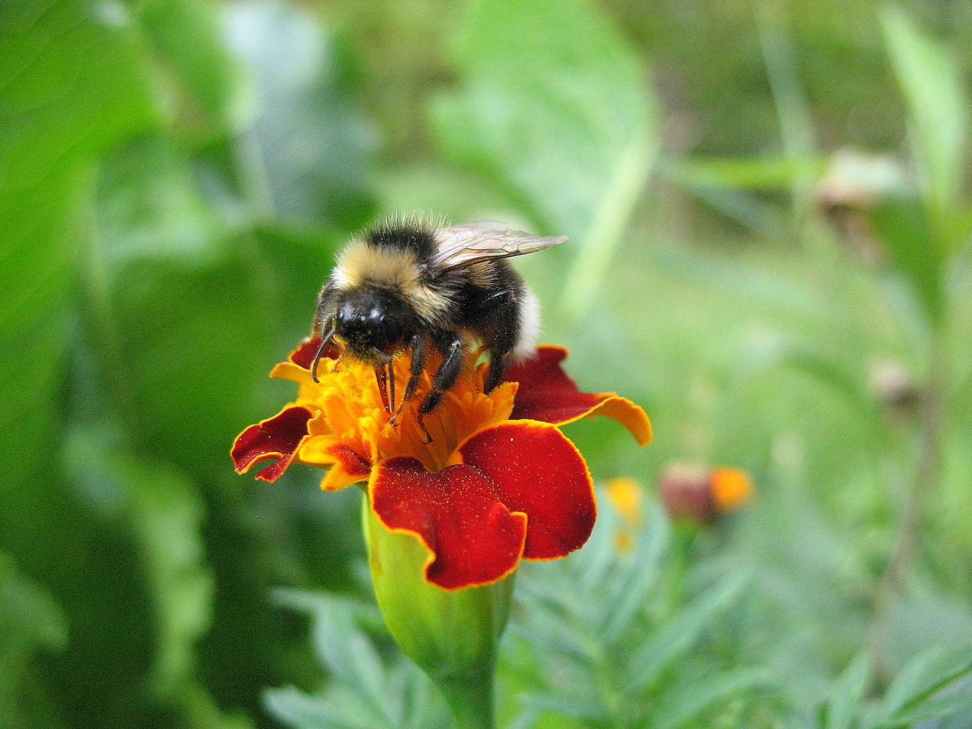 Шмелик собиратель нектара