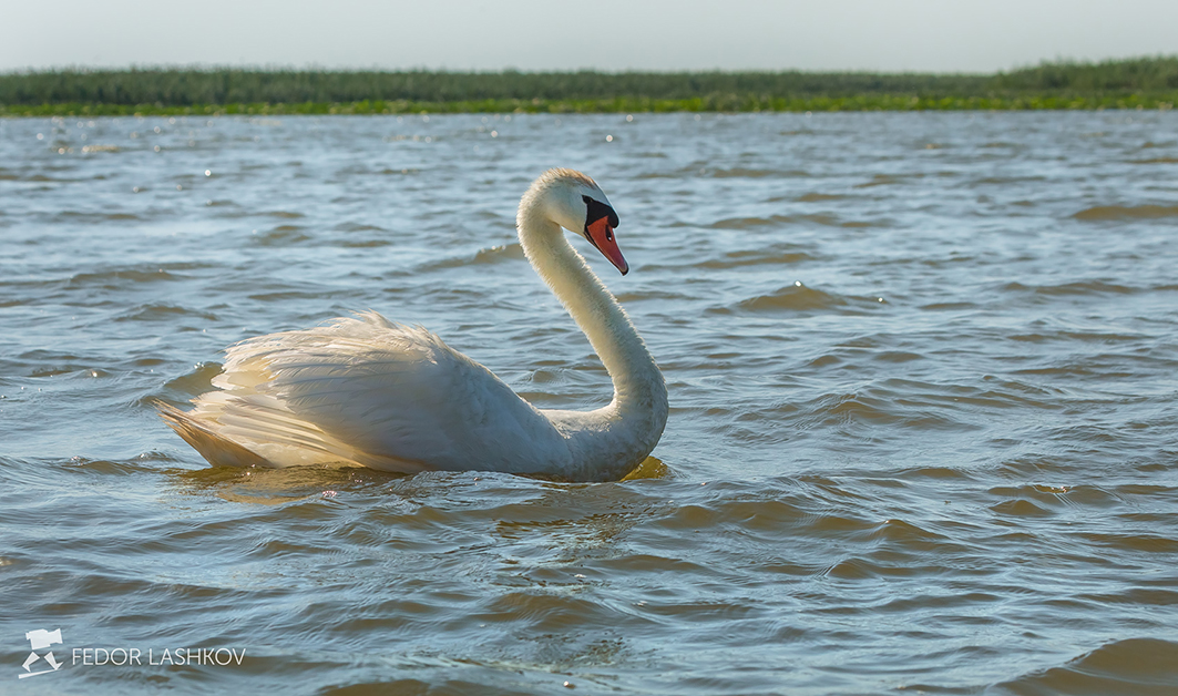 Грация лебедя