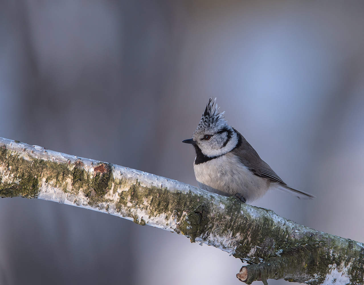 Гренадёрка