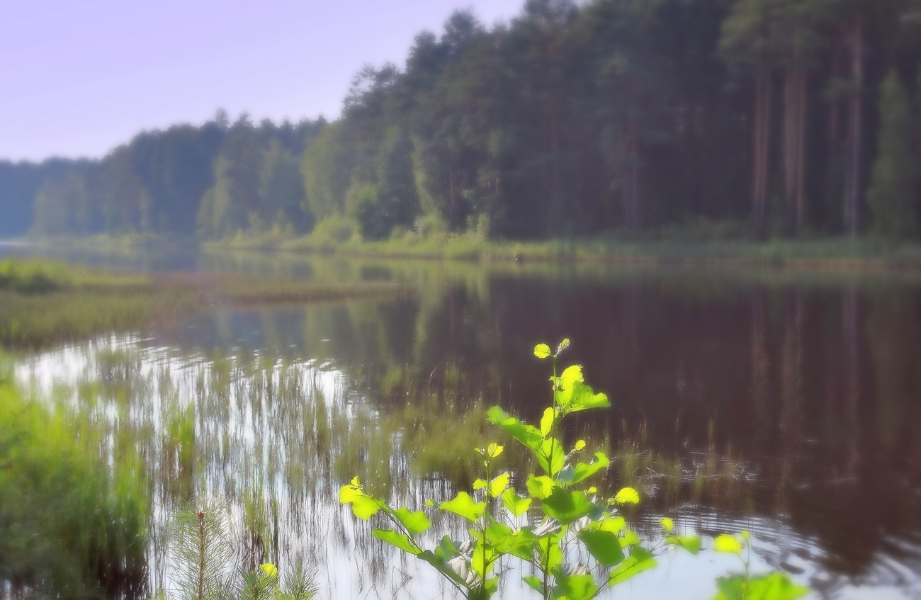 В туманной пелене