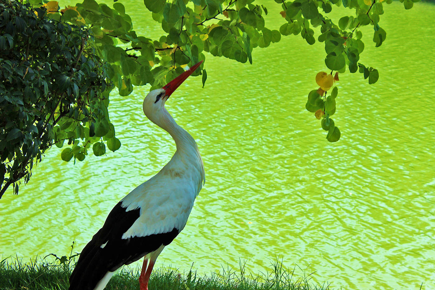 Аист на берегу