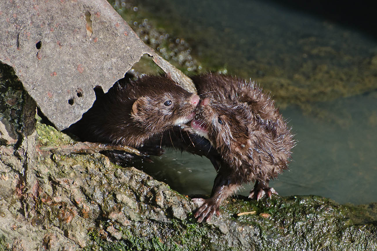 Две норки где - то встретятся...