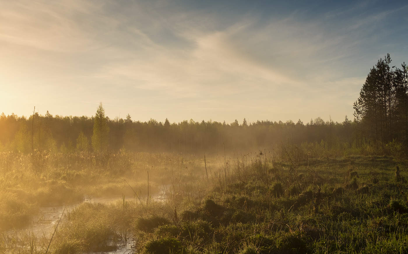 Солнечное болото