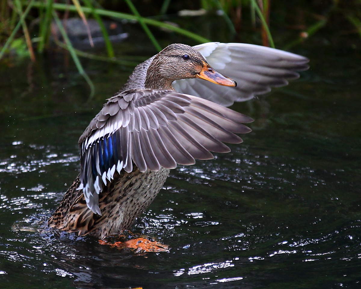 Вот я, какая !!!