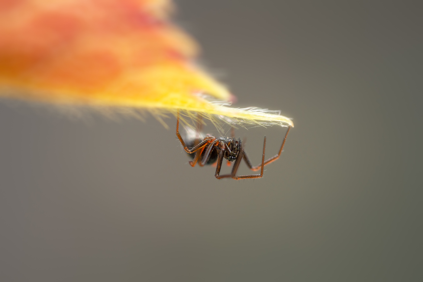 Маленький акробат.