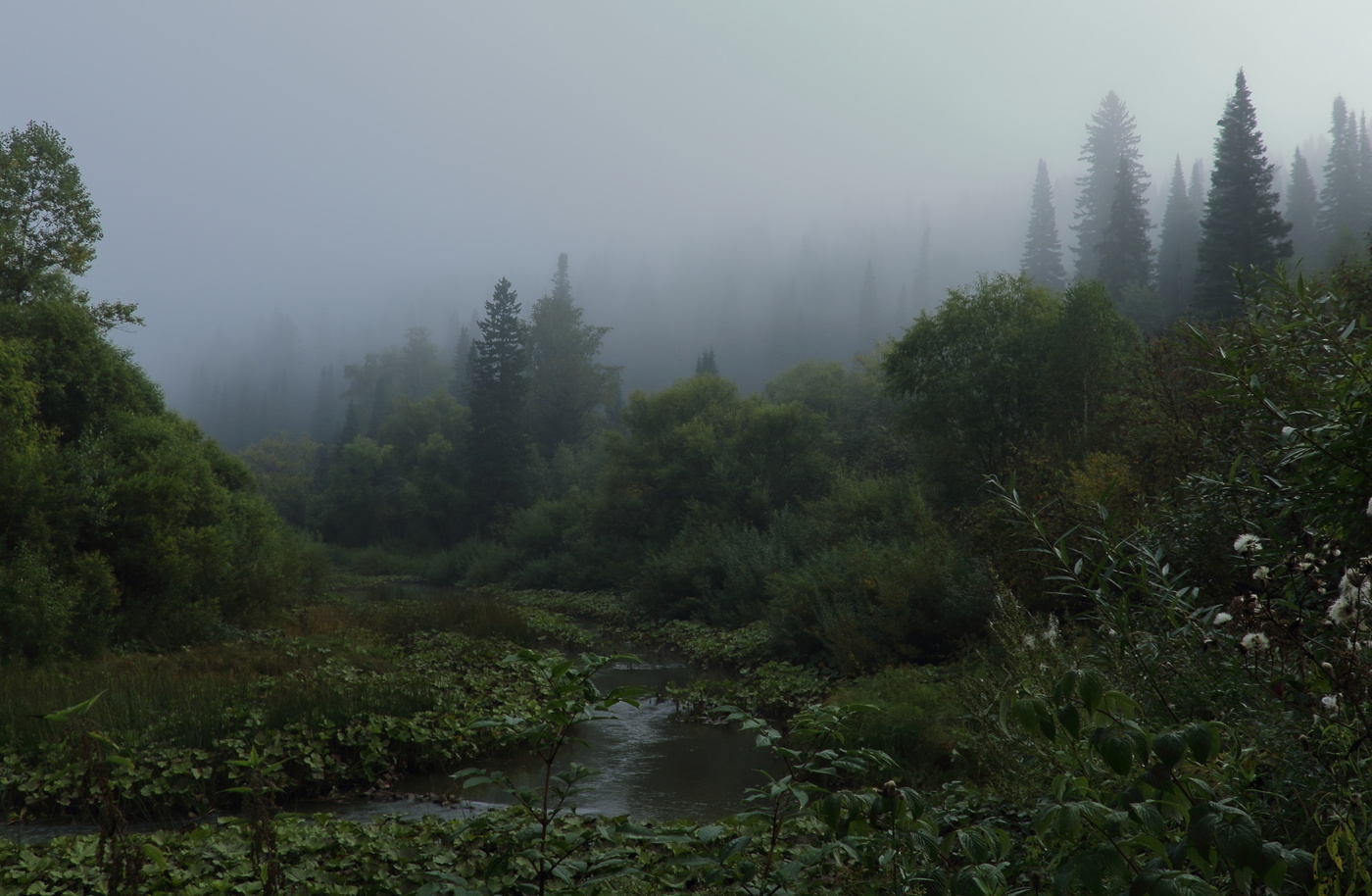 За туманом и за запахом тайги
