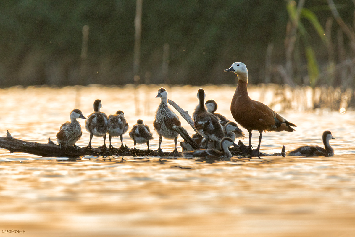 Дети подросли