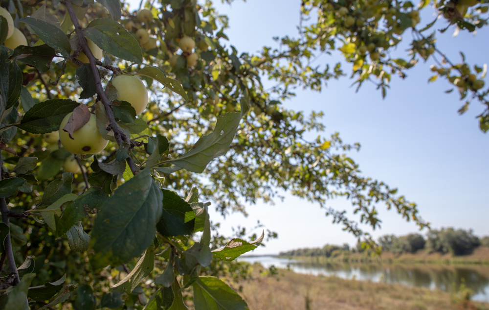 Дикая яблоня