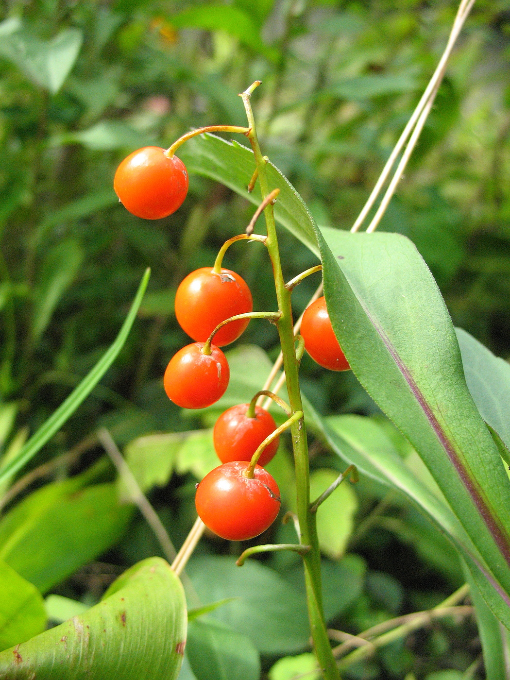 Ландыш осенний.