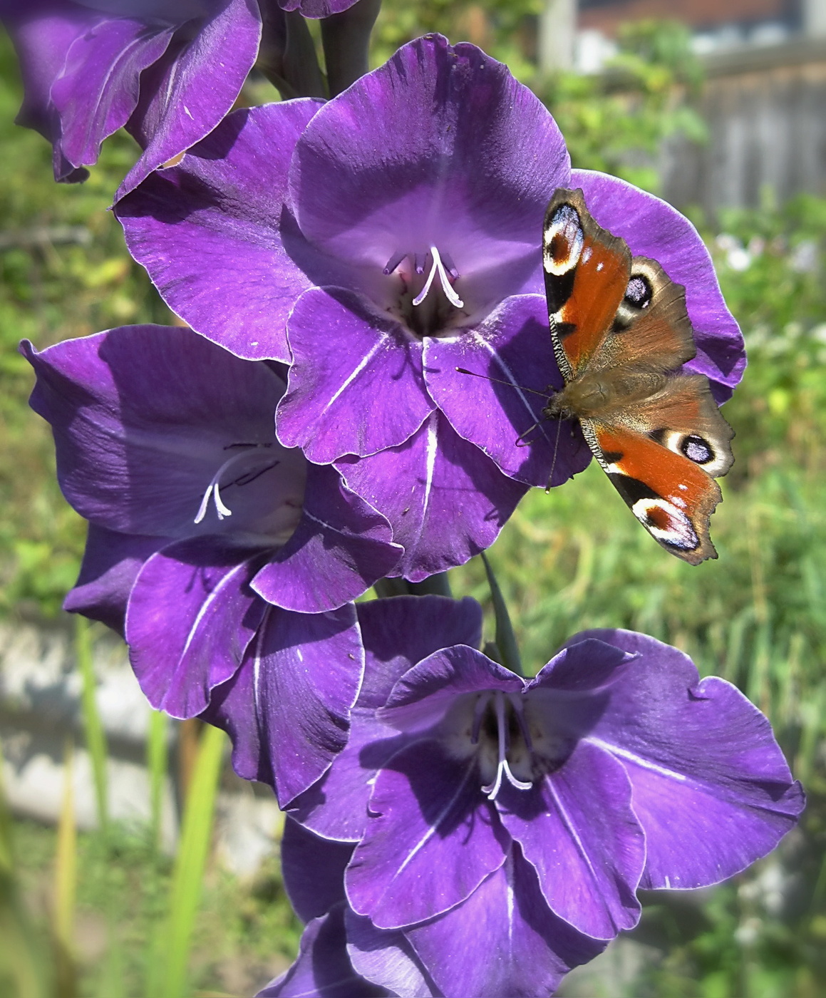 Крапивница.