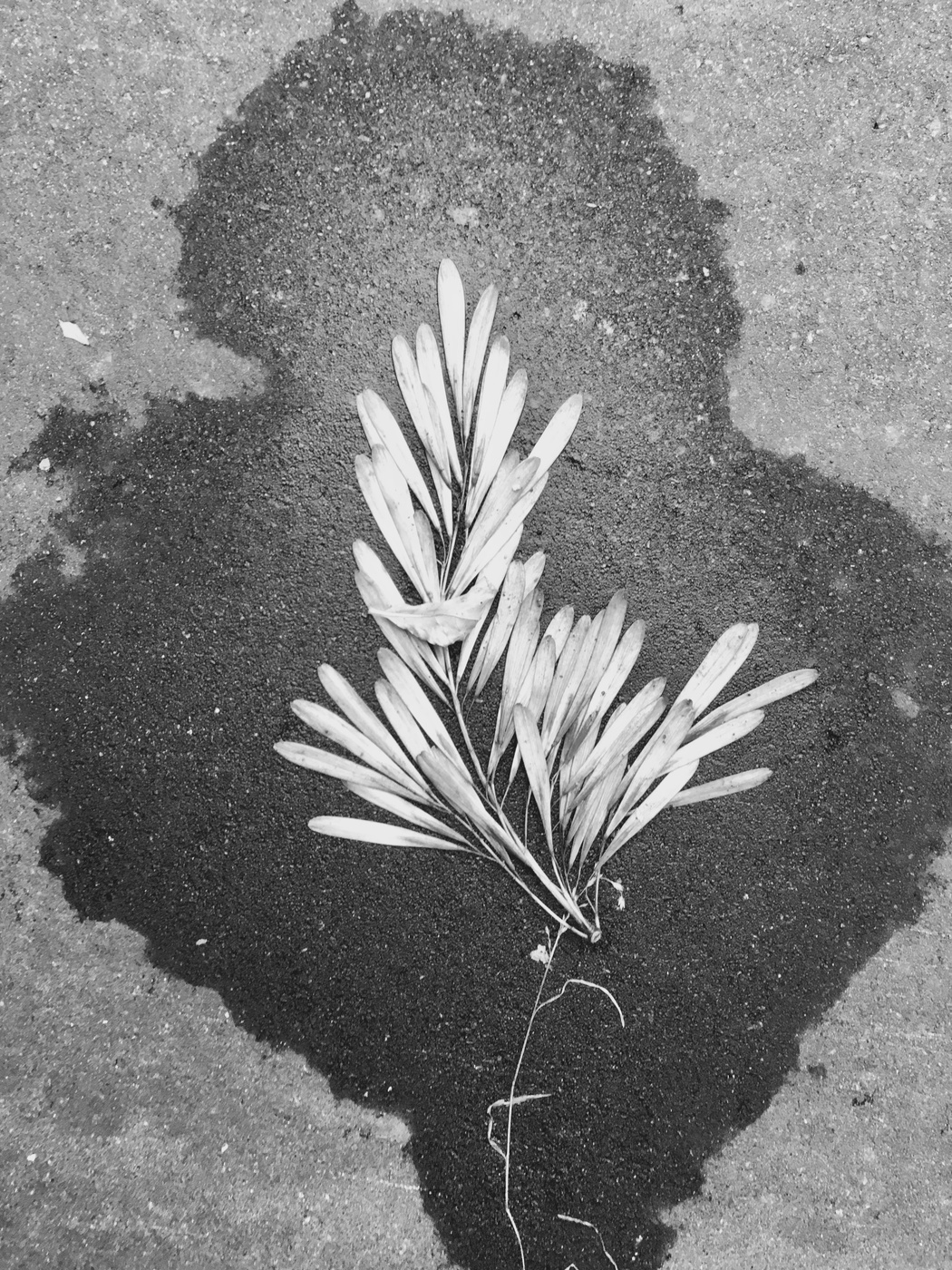 Городской гербарий